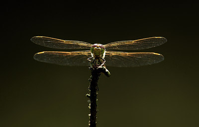 BUITEN BEELD Foto: 134272