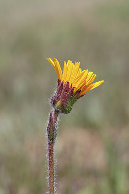 BUITEN BEELD Foto: 134276