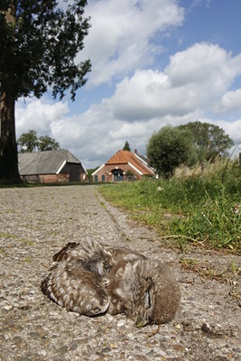 BUITEN BEELD Foto: 134280