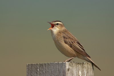 BUITEN BEELD Foto: 134336