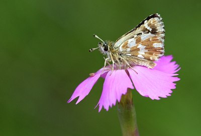 BUITEN BEELD Foto: 134343