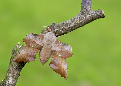 BUITEN BEELD Foto: 134351