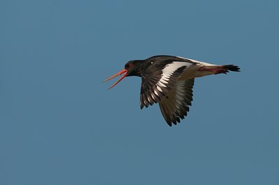 BUITEN BEELD Foto: 134358