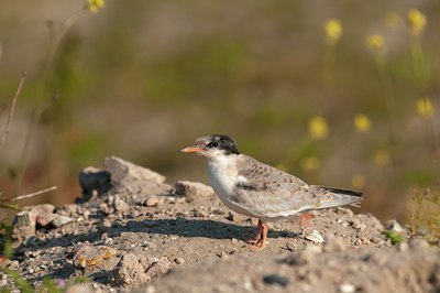 BUITEN BEELD Foto: 134361