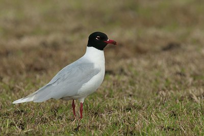 BUITEN BEELD Foto: 134368