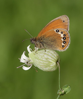 BUITEN BEELD Foto: 134369