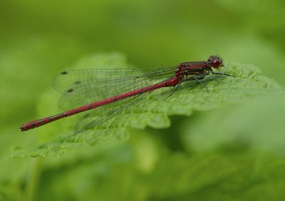 BUITEN BEELD Foto: 134375