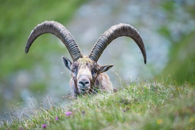 BUITEN BEELD Foto: 134425