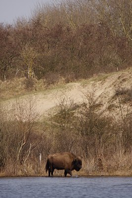 BUITEN BEELD Foto: 134439