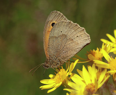 BUITEN BEELD Foto: 134474