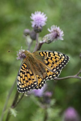 BUITEN BEELD Foto: 134478