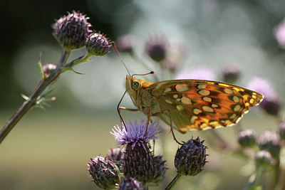 BUITEN BEELD Foto: 134481