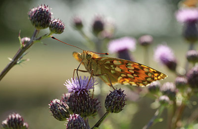 BUITEN BEELD Foto: 134482