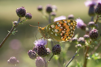 BUITEN BEELD Foto: 134483