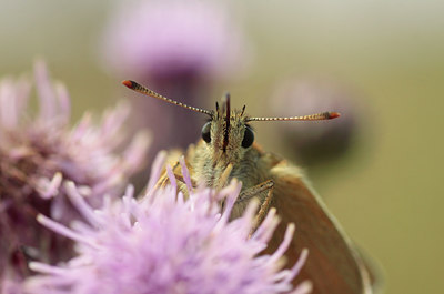 BUITEN BEELD Foto: 134485