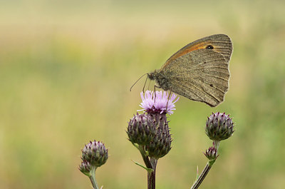 BUITEN BEELD Foto: 134487