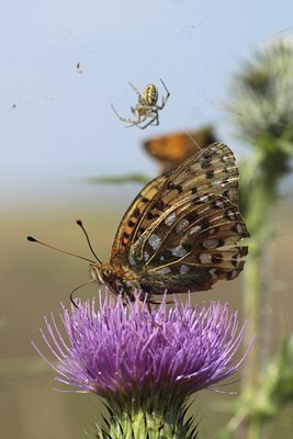 BUITEN BEELD Foto: 134490