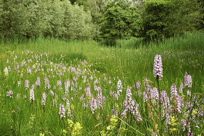 BUITEN BEELD Foto: 134495