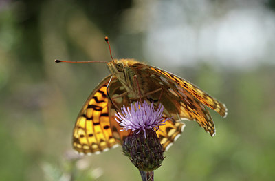 BUITEN BEELD Foto: 134508