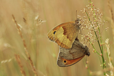 BUITEN BEELD Foto: 134513