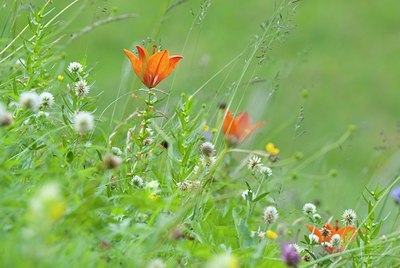 BUITEN BEELD Foto: 134551