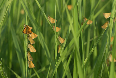 BUITEN BEELD Foto: 134577