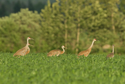 BUITEN BEELD Foto: 134578