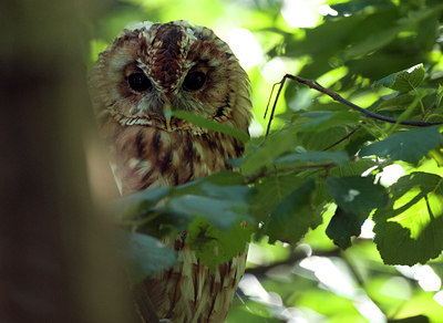 BUITEN BEELD Foto: 134583