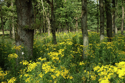 BUITEN BEELD Foto: 134589