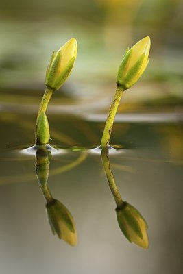 BUITEN BEELD Foto: 134689
