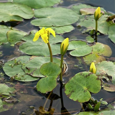 BUITEN BEELD Foto: 134691