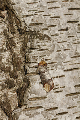 BUITEN BEELD Foto: 134709