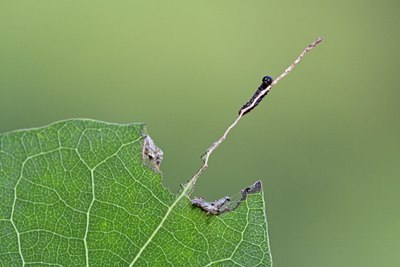 BUITEN BEELD Foto: 134748