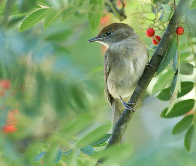 BUITEN BEELD Foto: 134750