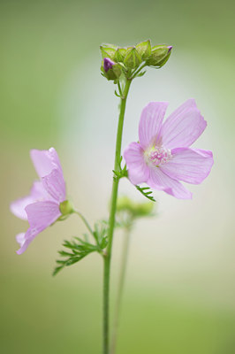 BUITEN BEELD Foto: 134756