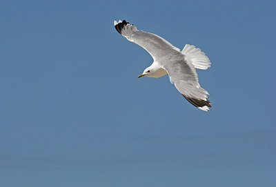 BUITEN BEELD Foto: 134769