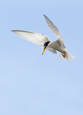 BUITEN BEELD Foto: 134791