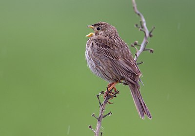 BUITEN BEELD Foto: 134792