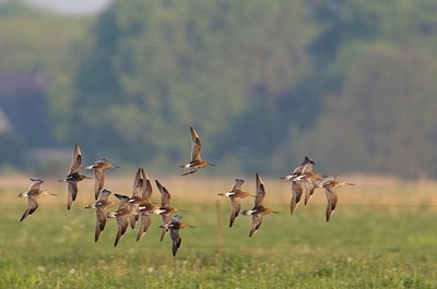 BUITEN BEELD Foto: 134868