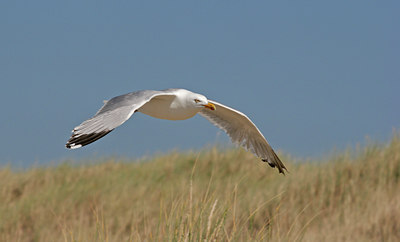 BUITEN BEELD Foto: 134872