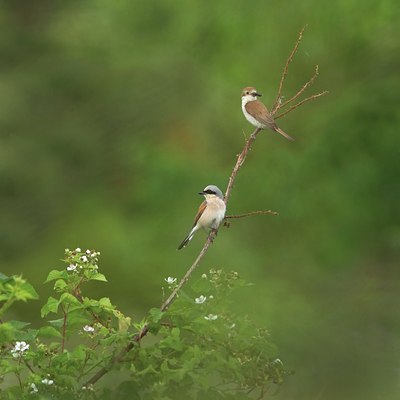 BUITEN BEELD Foto: 134876