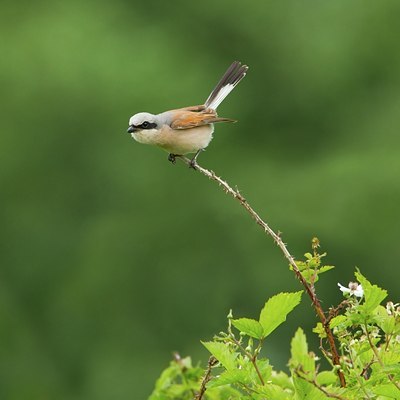BUITEN BEELD Foto: 134877