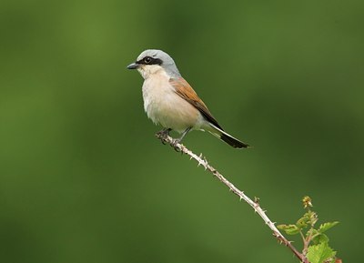 BUITEN BEELD Foto: 134878