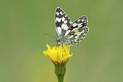 BUITEN BEELD Foto: 134885
