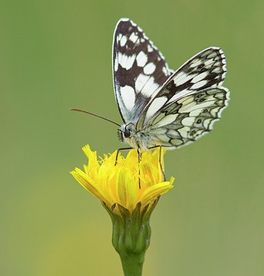 BUITEN BEELD Foto: 134886