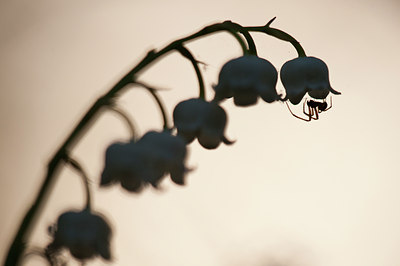 BUITEN BEELD Foto: 134918