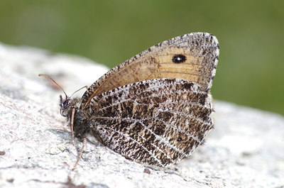 BUITEN BEELD Foto: 134925