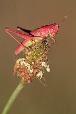 BUITEN BEELD Foto: 134930