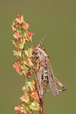 BUITEN BEELD Foto: 134936