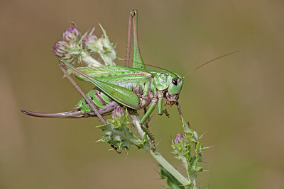 BUITEN BEELD Foto: 134937